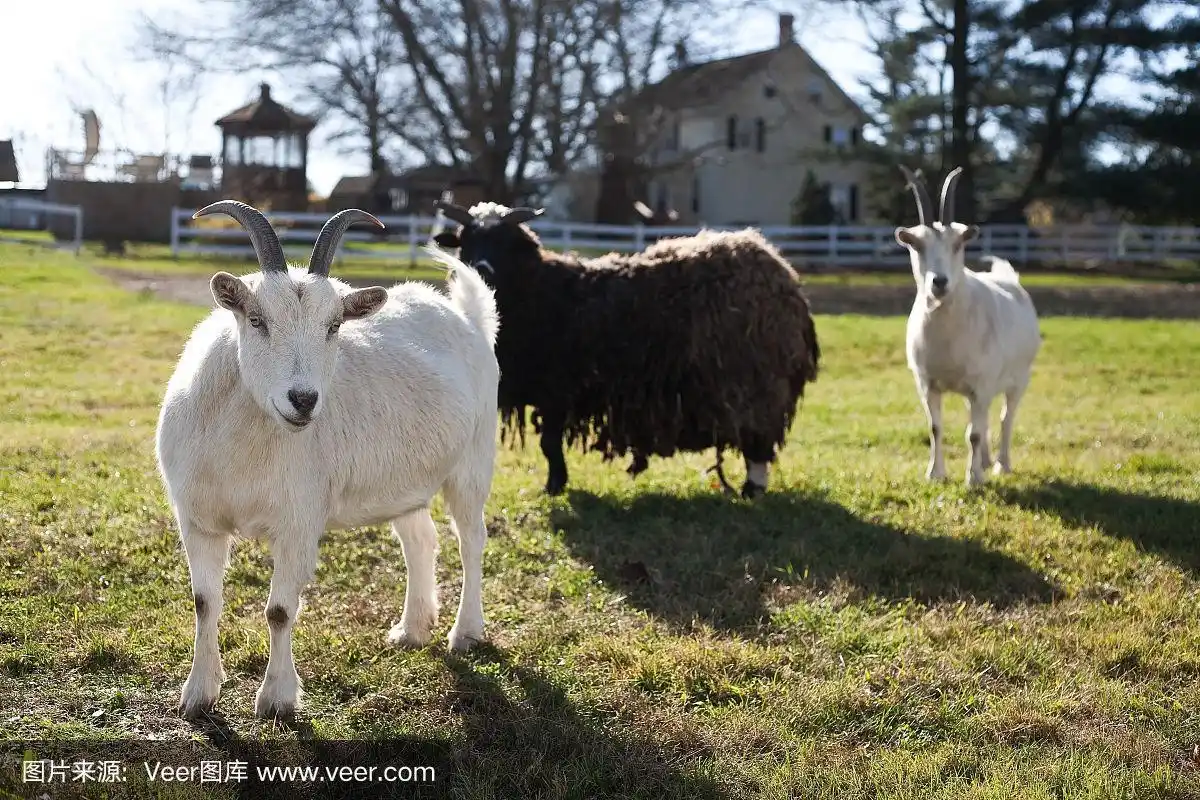 农场里的绵羊和山羊