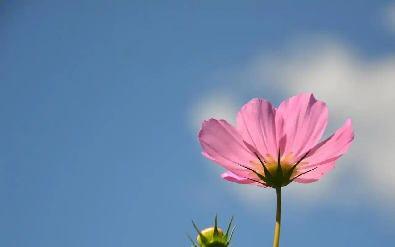 小清新波斯菊微距高清桌面壁纸-植物壁纸-手机壁纸下载-美桌网