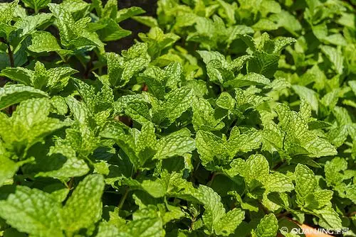 薄荷叶
