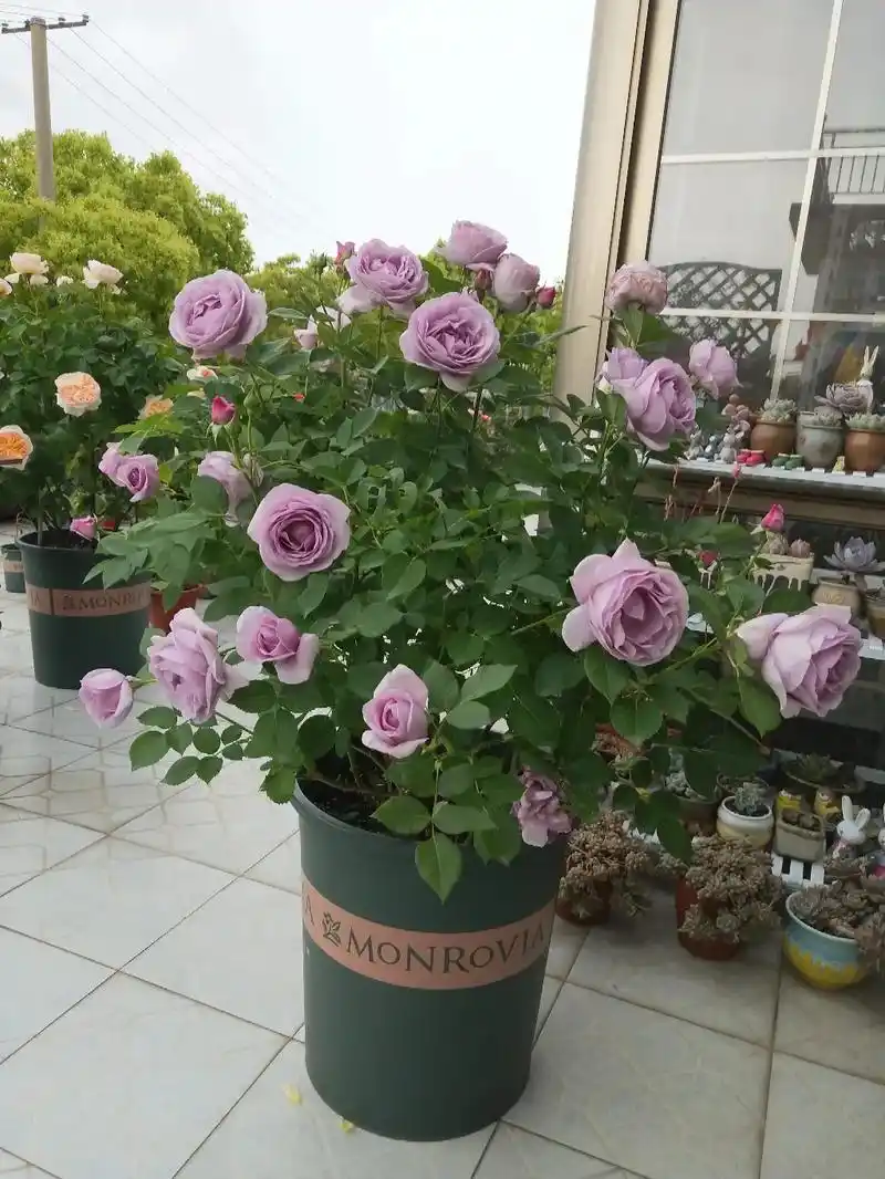 蓝色风暴又名"暗恋的心",是一款超级丰花的蓝色灌木月季.开花 - 抖音