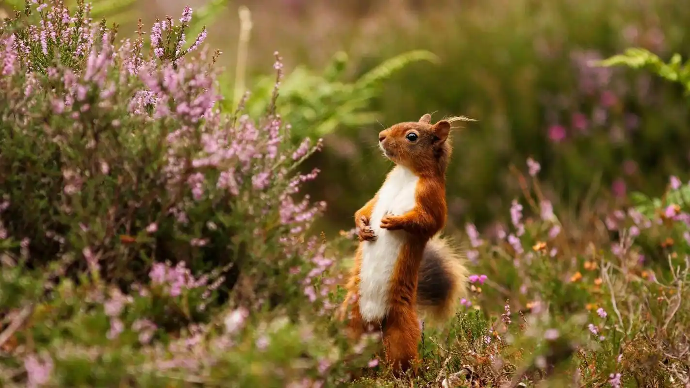 可爱动物松鼠图片电脑桌面壁纸下载