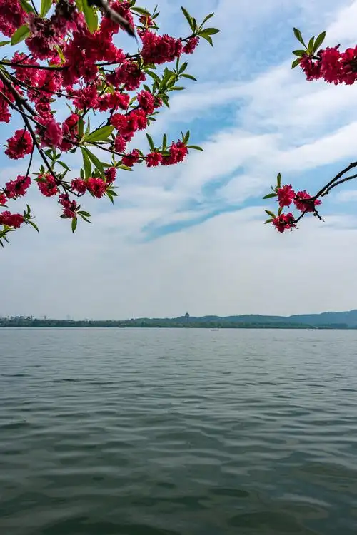 浙江杭州西湖风景区春花开春天