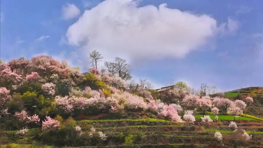 满山遍野都是杏花村,武山开启观杏花模式