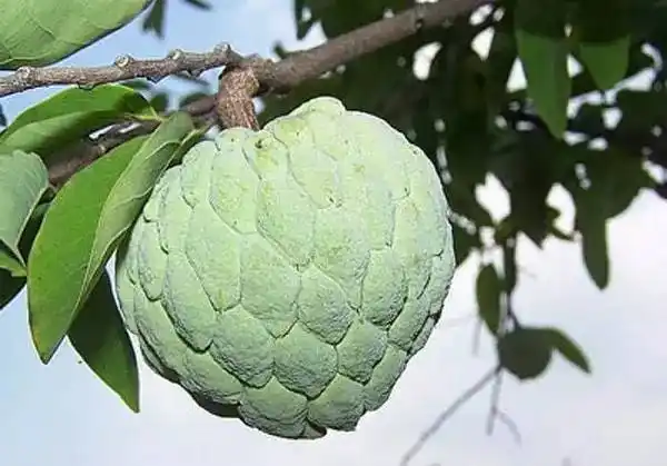 这10种奇葩水果北仑人你吃过几种