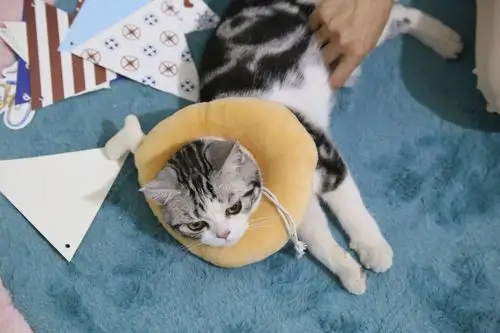 伊丽莎白圈猫圈猫咪用品防咬防舔耻辱项圈宠物猫圈脖头套鸡腿吐司