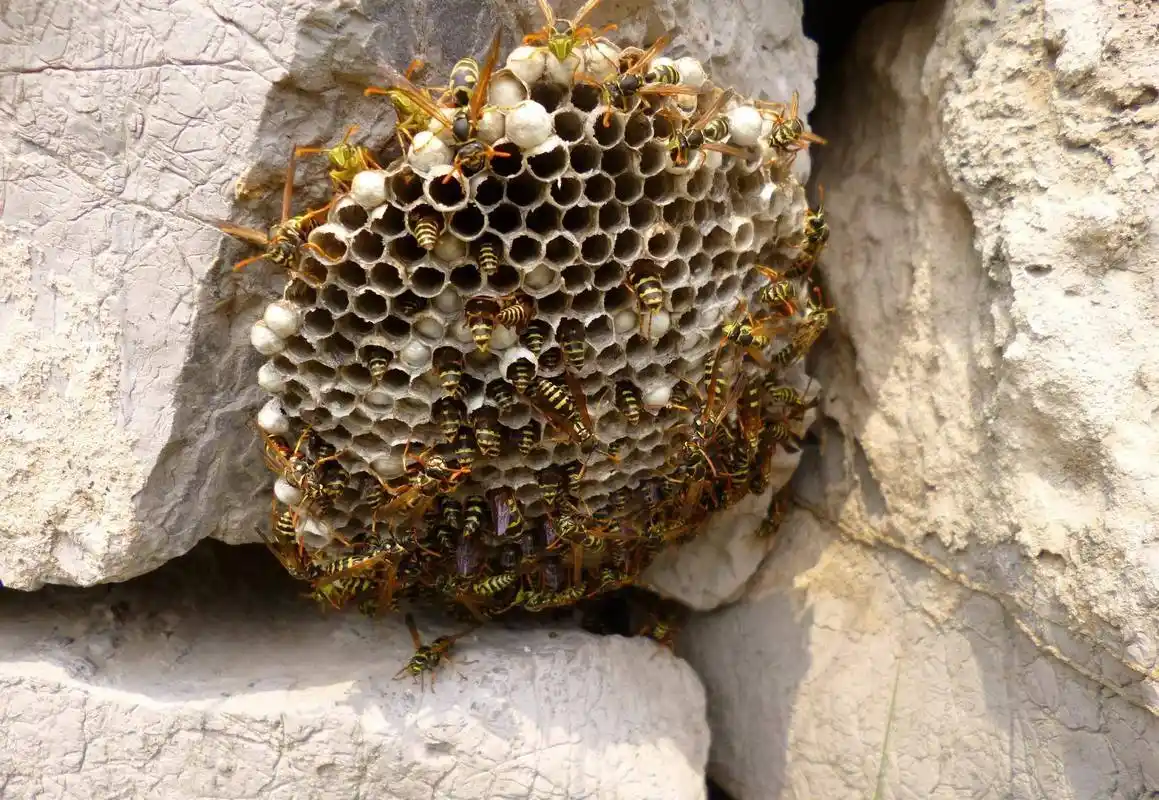 在农村常见的马蜂窝居然是药材,有这么多作用你都知道吗?