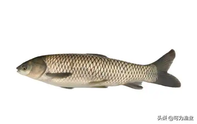 包头鱼又叫什么鱼,包头鱼("四大家鱼"分别是哪四种鱼)