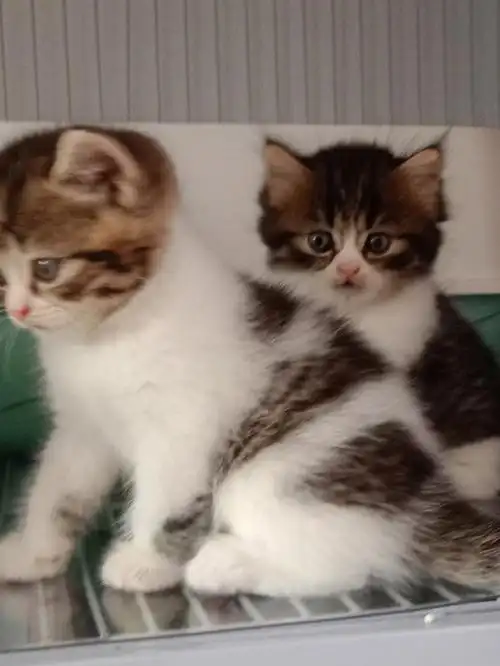 棕虎斑加白,喜欢的粉丝来#虎斑加白英短  #美短虎斑