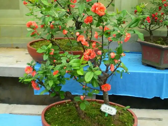 长寿冠-海棠品种13【原摄】 - 深涧幽草 - 764507627 的博客