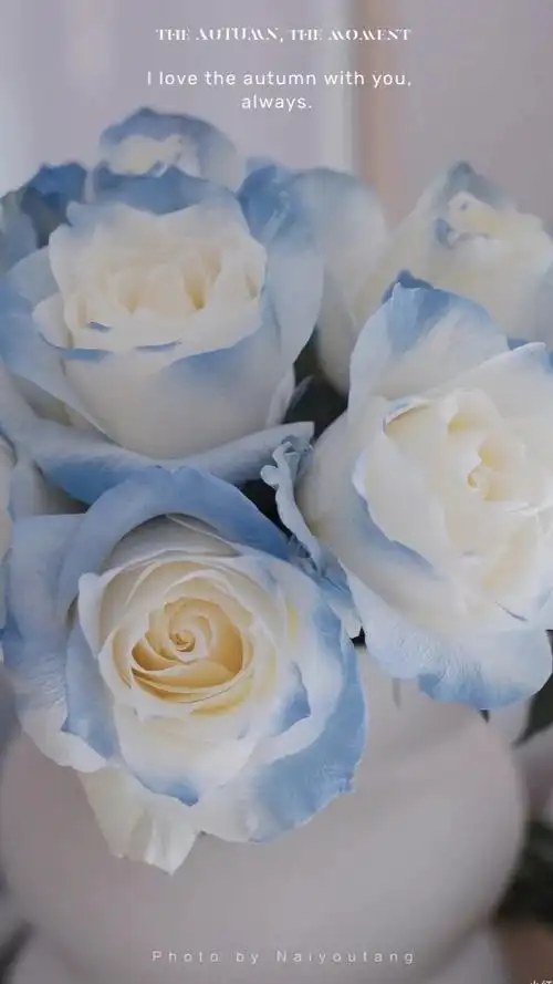 高级感冷淡风壁纸|ins小众