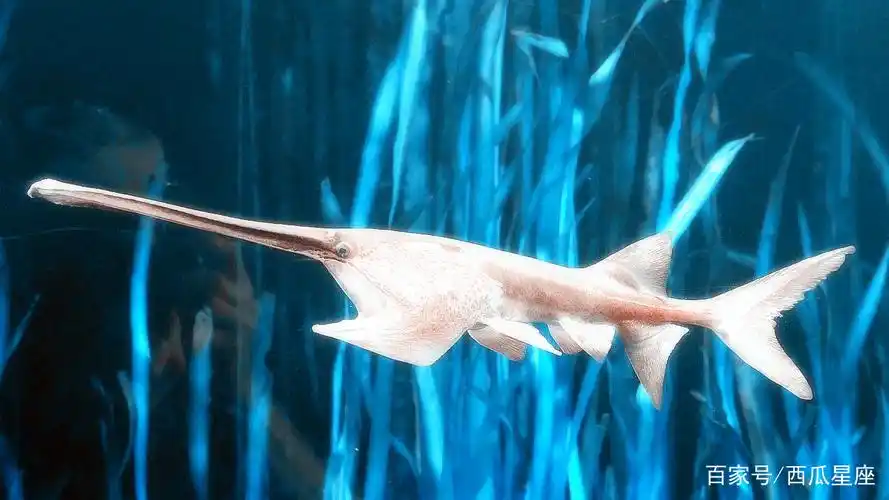 12星座最像的海洋生物是哪一种?天蝎座的剑鱼,内柔外刚