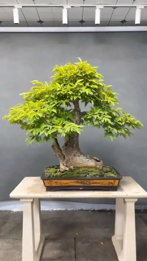 木棉花盆景,整体造型优美,尽显神韵-度小视