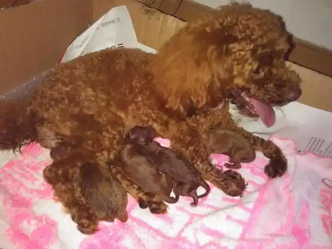 借贴晒晒我家刚出生的红泰迪宝宝,好可爱好萌!