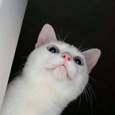 很火的猫咪头像图片