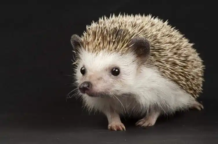 无人,站,横图,室内,特写,白天,正面,哺乳动物,刺猬,野生动物,黑色背景