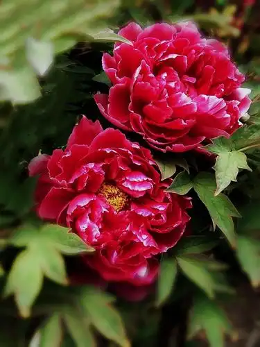 (唐)白居易         惆怅阶前红牡丹,晚来