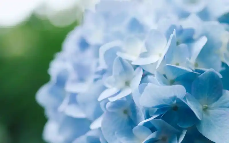 蓝色的绣球花唯美图片桌面壁纸高清大图预览1920x1200_植物壁纸下载