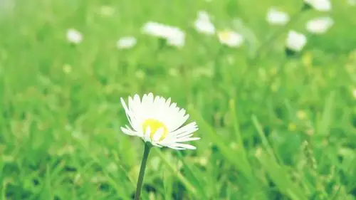 唯美小清新高清护眼植物桌面壁纸下载