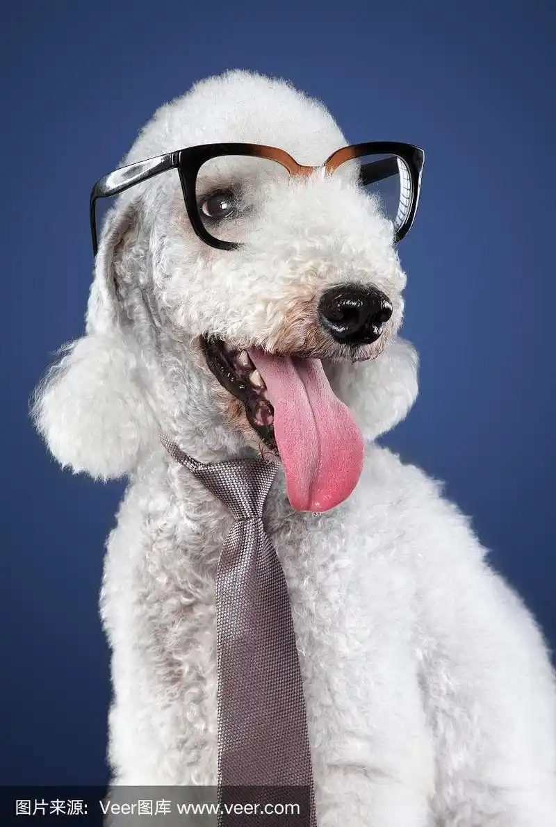 戴眼镜的搞笑狗