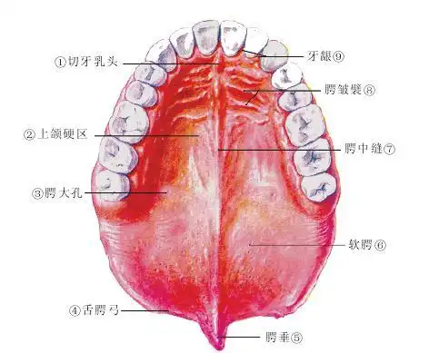 (图) 腭的主要表面标志-口腔解剖学-医学