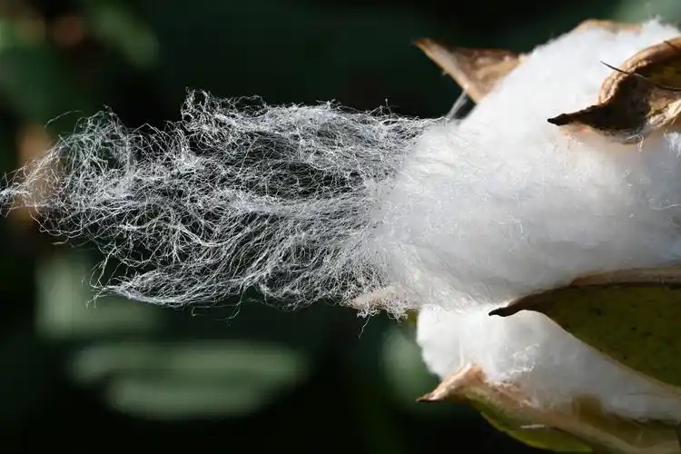 棉花棉桃棉朵棉絮