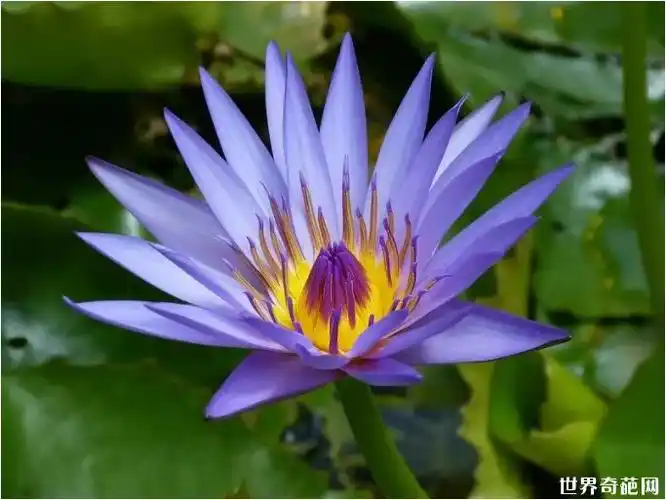 世界十大最美丽的花 莲花仅排第四! - 未解之谜网