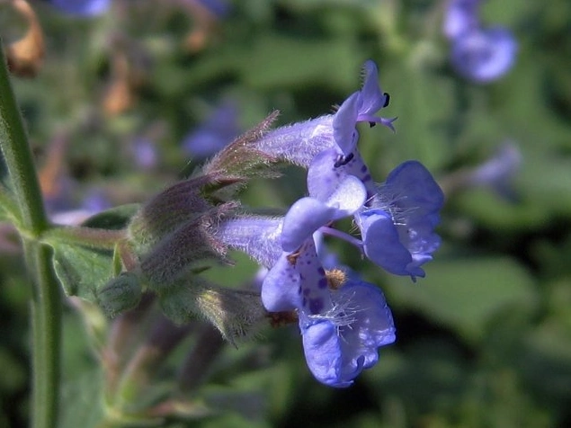 美好诗意的植物名字,宝宝取名也可以用,干净又文艺!