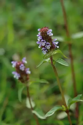 夏枯草的小白花