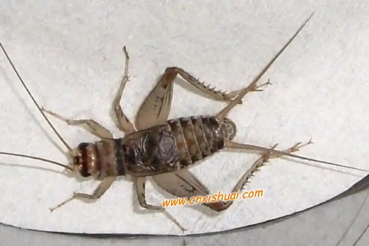 请问这是什么虫,我从来没见过!_百度知道