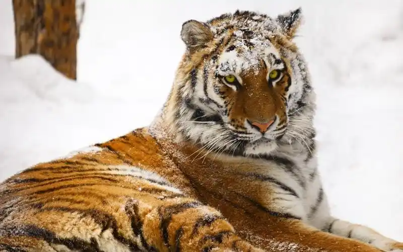 日本一家动物园一年零10个月的东北虎在雪中4k摄影