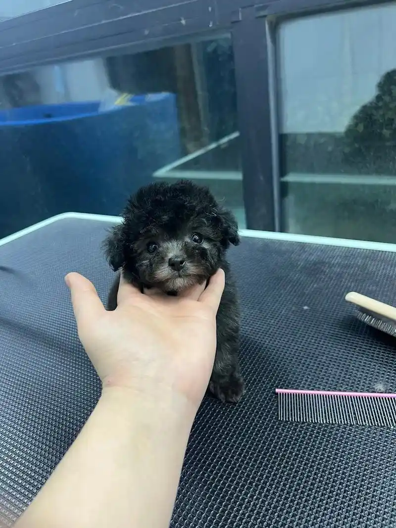 超小体灰泰迪妹妹找新家