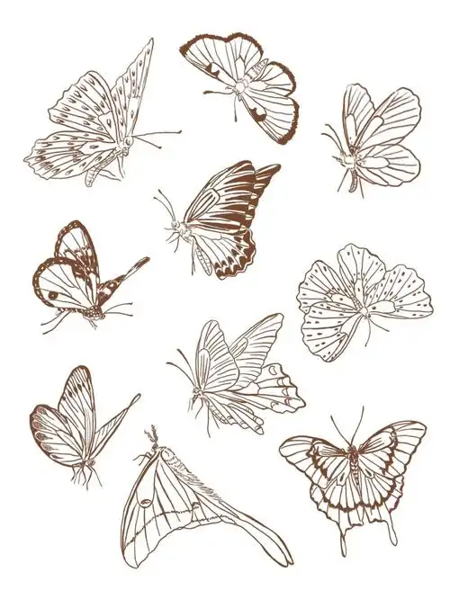各种蝴蝶插画合集