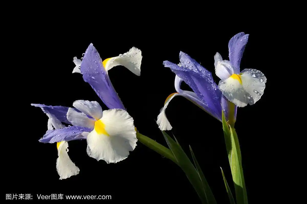 日本鸢尾花在黑色的背景