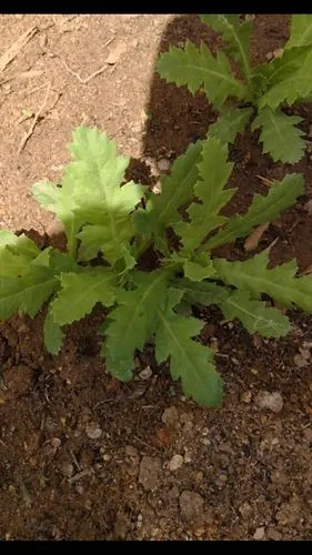 做龙泽好市民,从禁种罂粟开始! - 美篇