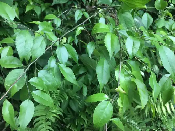 冬青科的梅叶冬青20