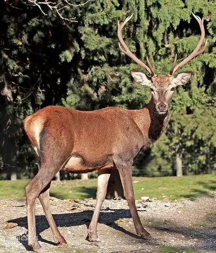 p>西欧马鹿, a href="#" data-lemmaid="3516708">脊索动物门 /a>, a