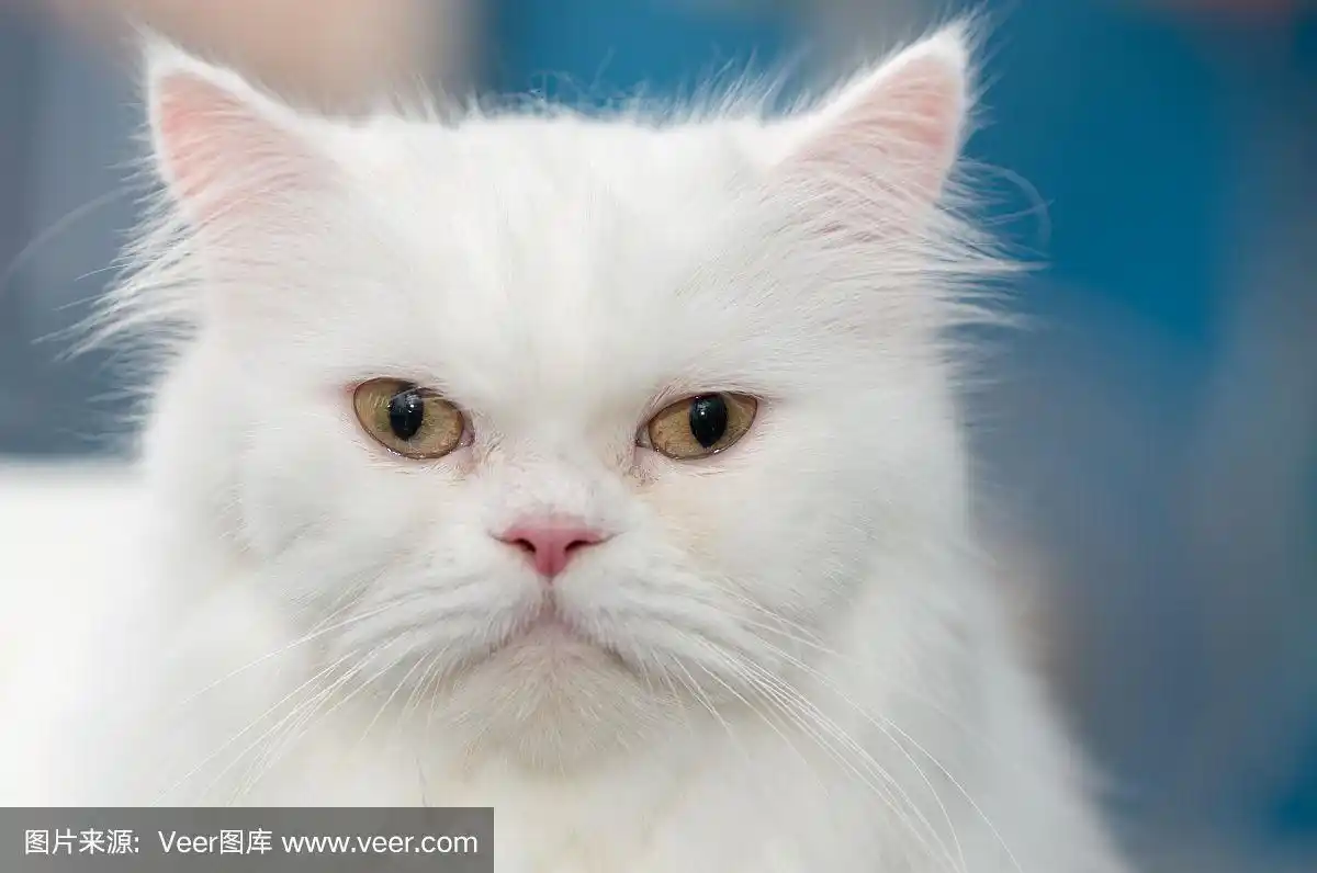 波斯猫,特写,白色,人的脸部,正面视角