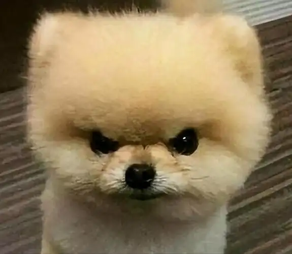 狗狗"太凶"怎么办?这几招让它们冷静下来