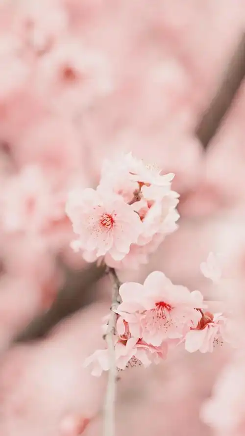 烂漫唯美的樱花随拍