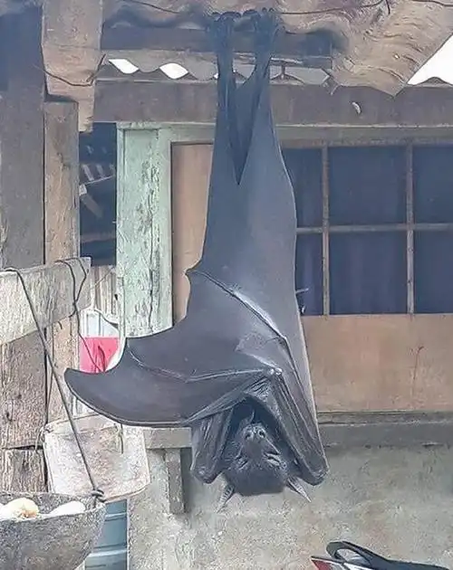 澳大利亚倒挂巨型蝙蝠图片巨型蝙蝠王真实照片太吓人