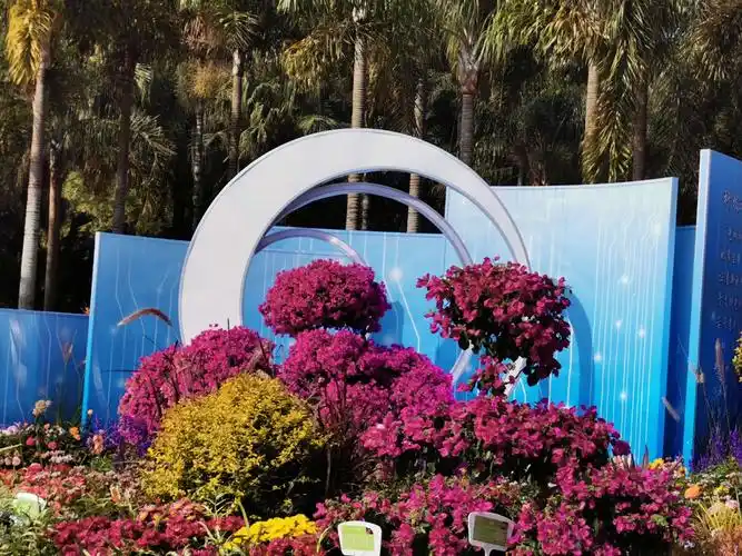 深圳市莲花山公园勒杜鹃花展之二(945)