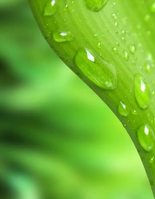 绿叶与温暖的果树在水中反射