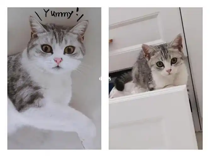 美短和英短的十八变