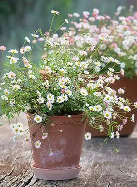 墨西哥飞蓬多年生自然野趣宿根苗