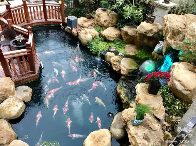 浙江温州刘士文先生国宾一号玫瑰花园庭院户外锦鲤鱼池!
