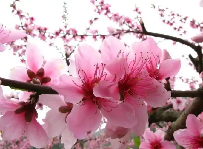 王文学桃花图片