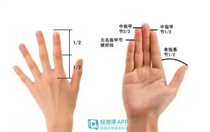 手的画法步骤图_手指