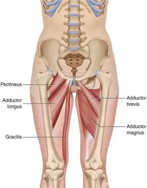 像这样坐着夹紧双腿,如果大腿很快就酸得不行,说明内收肌群非常缺乏
