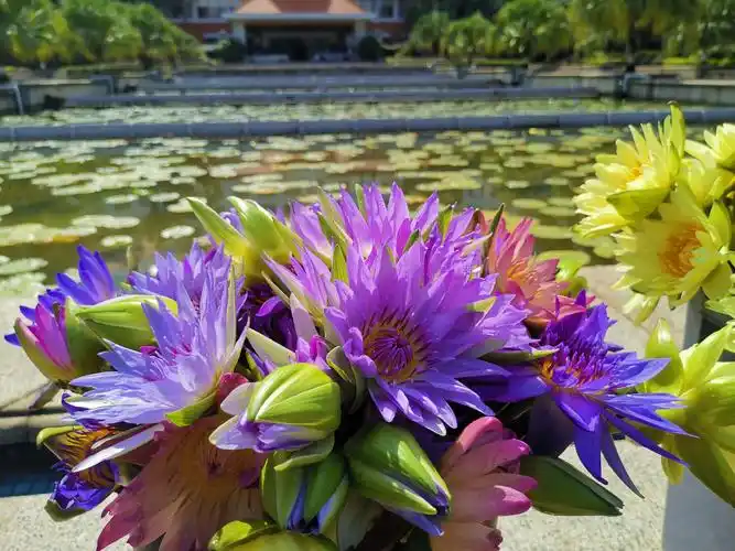 九品香莲,结缘清华,请耐心等待