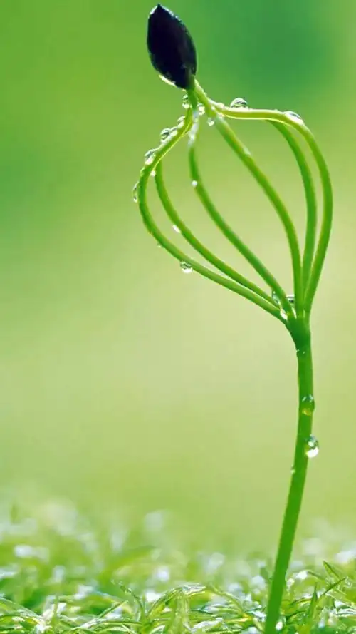 有什么保护眼睛的手机壁纸求推荐